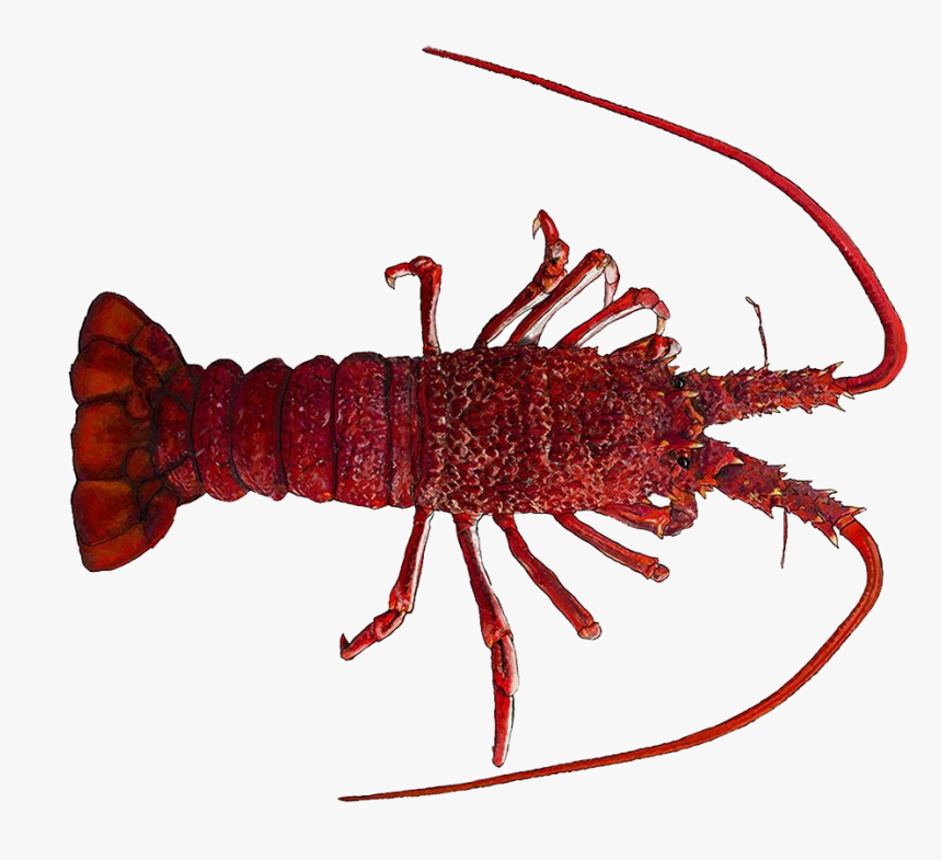 Lobster Png Free Images - Southern Rock Lobster, Transparent Png
