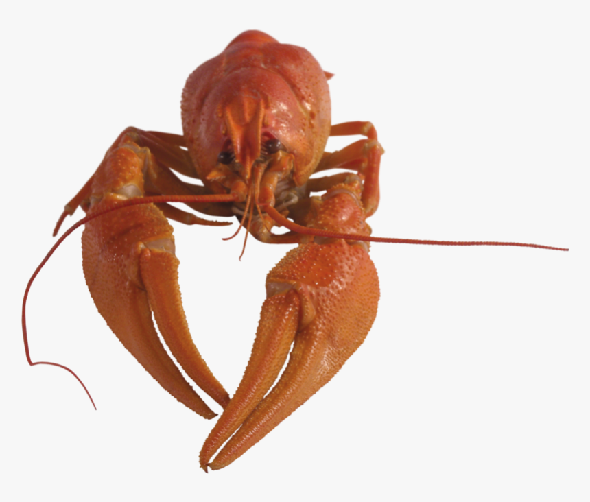 14239 - Рак Пнг, HD Png Download