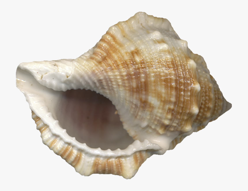 Içinden Ses Gelen Deniz Kabuğu - Conch Shell No Background, HD Png Download