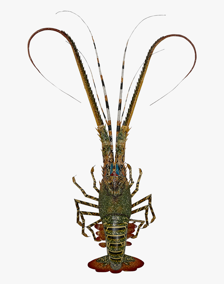 Lobster-bamboo Painted - American Lobster, HD Png Download