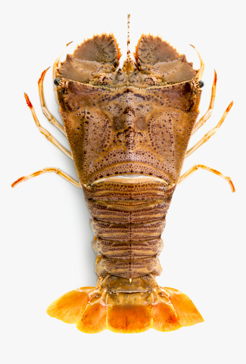 Slipper Lobster, HD Png Download