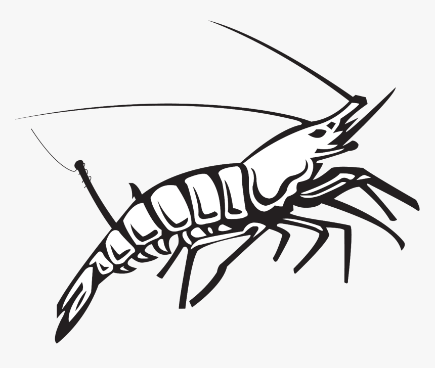Seafood Lobster Decapoda Crab Caridea - Crawdad Drawing, HD Png Download
