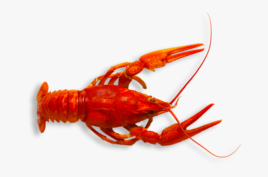 Spiny-lobster - Crawfish Png, Transparent Png