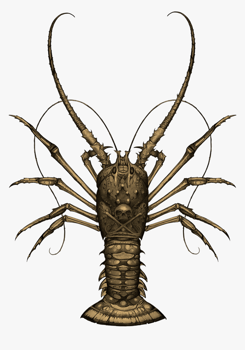 Spiny Lobster, HD Png Download