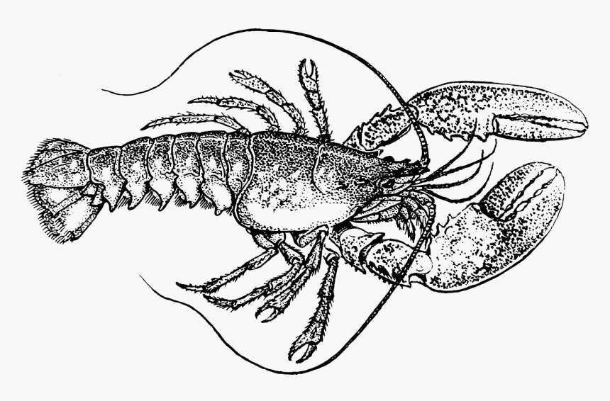 Lobster Vintage Black And White Clipart