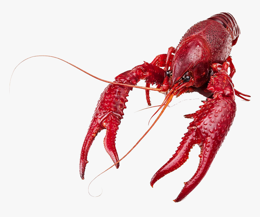 Food - Crawfish Png, Transparent Png