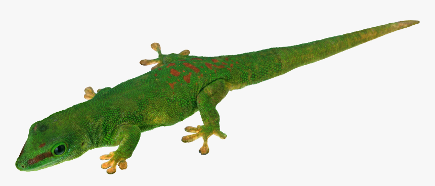 Crocodile And Lizard Clipart, HD Png Download