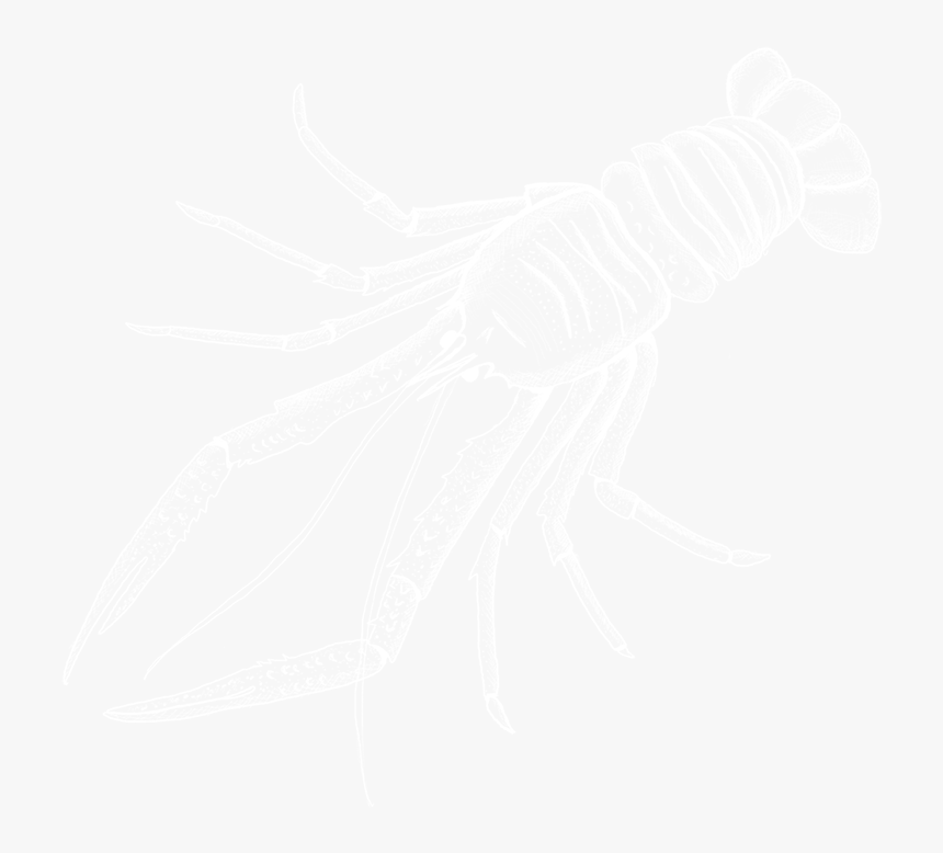 Johns Hopkins White Logo, HD Png Download