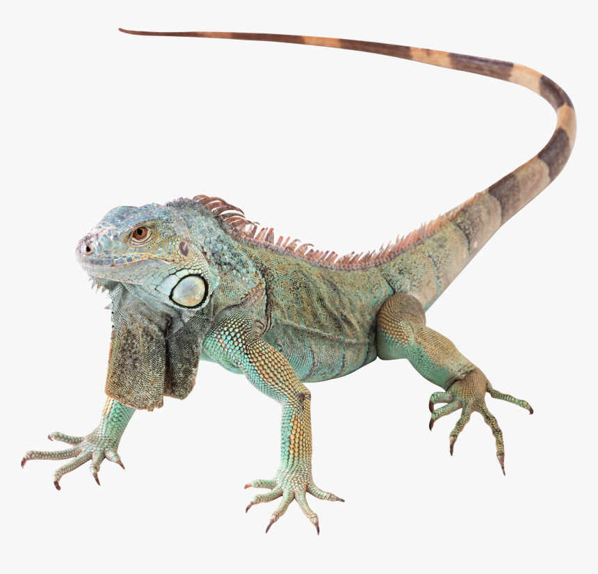 Lizard Png - Green Iguana Png, Transparent Png