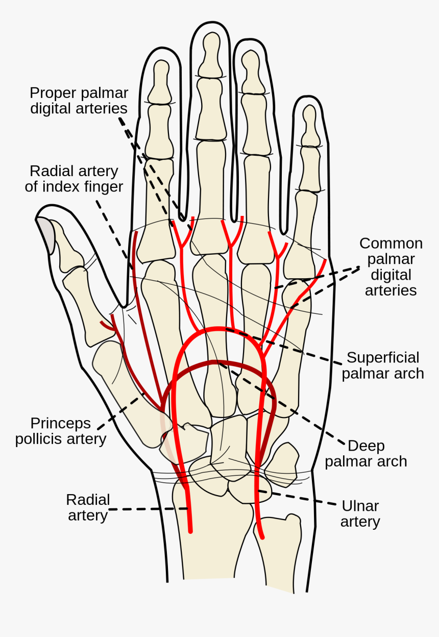 Princeps Pollicis Artery, HD Png Download