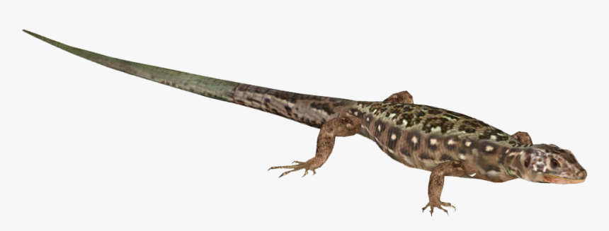 Lizard Png Download - Gekkonidae, Transparent Png