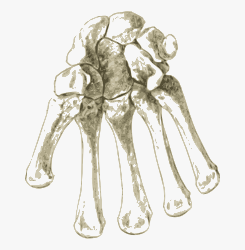 Shoulder,art,organ - Bone, HD Png Download