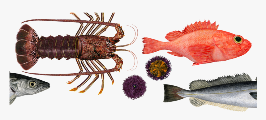 As Oceans Heat Up, The Types Of Seafood We Eat Will - Charlotte Knox Art Coffee, HD Png Download