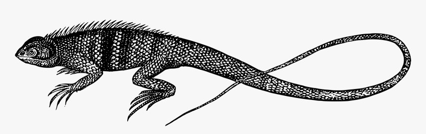 Galeote Lizard Silhouette Clip Arts - Black Lizard Png Clipart, Transparent Png