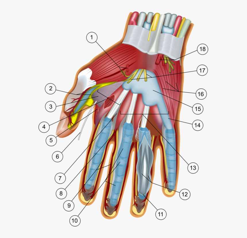 Shoulder,nerve,blood Vessel - Wrist And Hand, HD Png Download