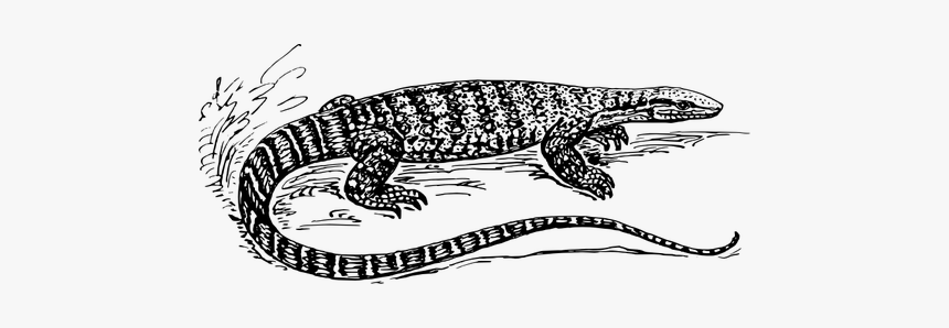 Graphics Of Black And White Lizard In Nature - Monitor Lizard Black And White, HD Png Download