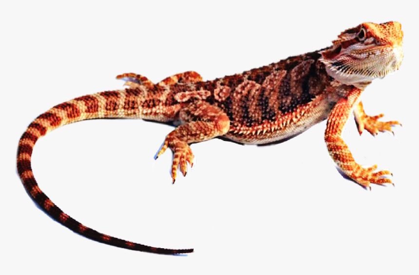 Transparent Bearded Dragon Png - Dragon Lizard, Png Download