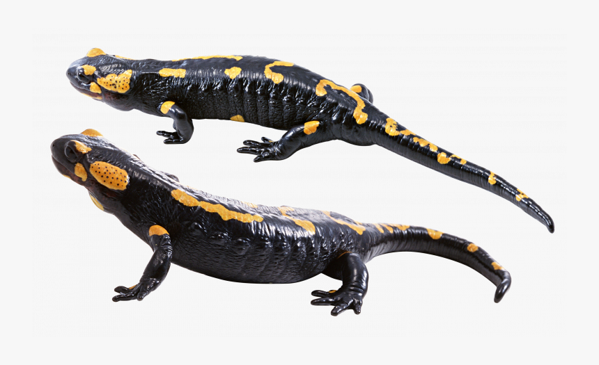 Download And Use Lizard Transparent Png Image - Transparent Salamander Png, Png Download