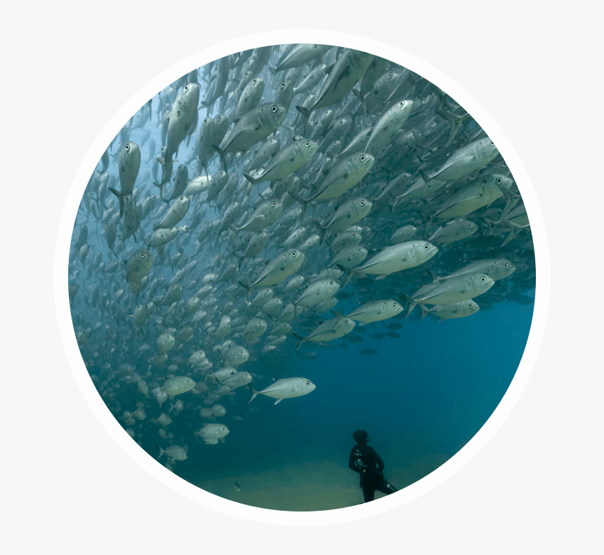 Underwater, HD Png Download