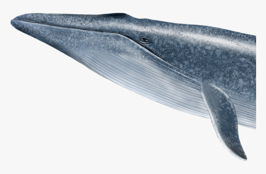 Dolphin Img Blue Whale Hd Png Download Transparent Png Image Pngitem