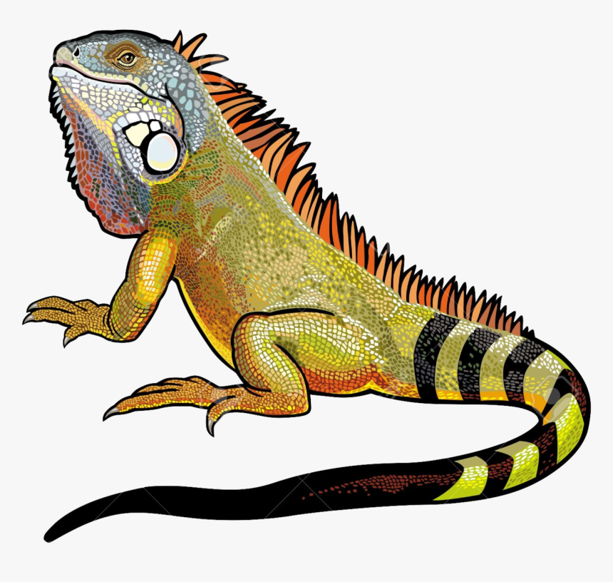 Iguana Vector, HD Png Download