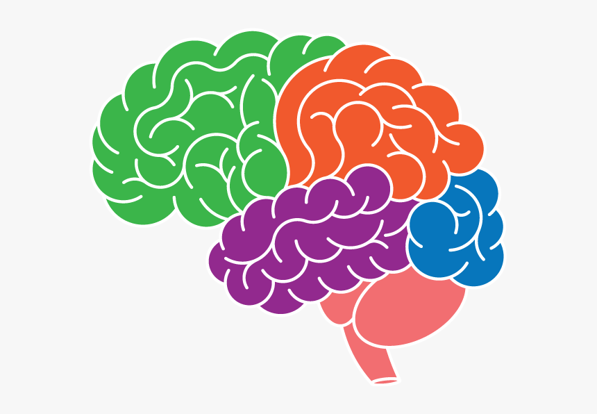 Brain - Neuroplasticity Clipart, HD Png Download