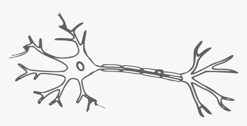 Brain, Neuron, Nerves, Cell, Science, Neurology - Neuron Clipart, HD Png Download
