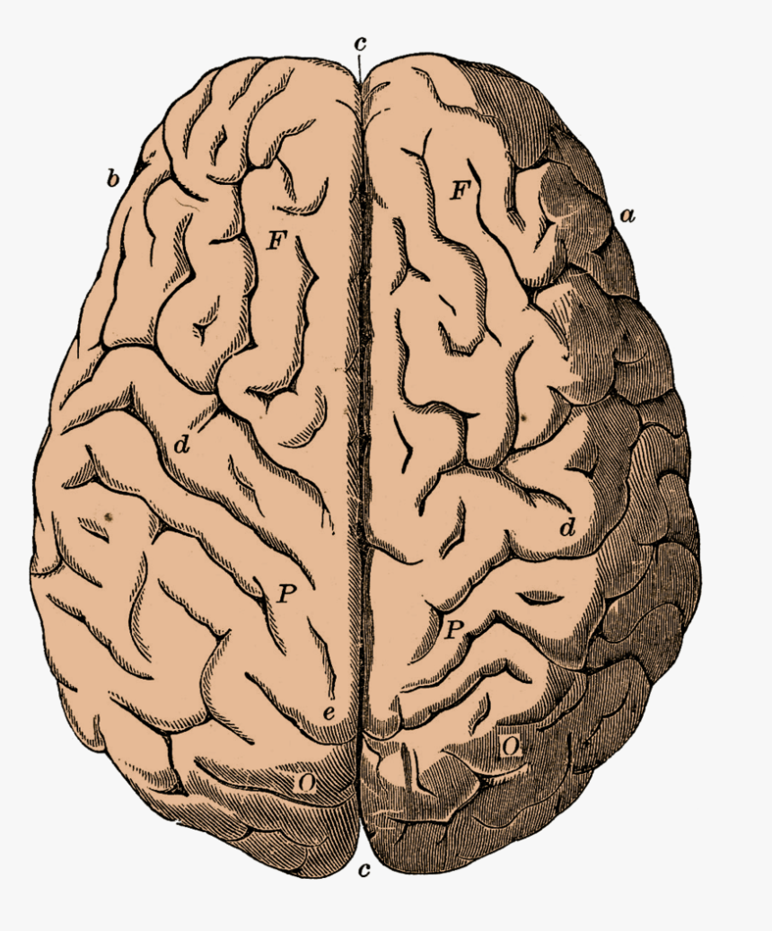 Brain - Anatomical Brain Vintage, HD Png Download