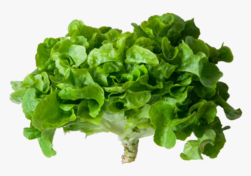 Romaine Lettuce , Png Download - Romaine Lettuce, Transparent Png