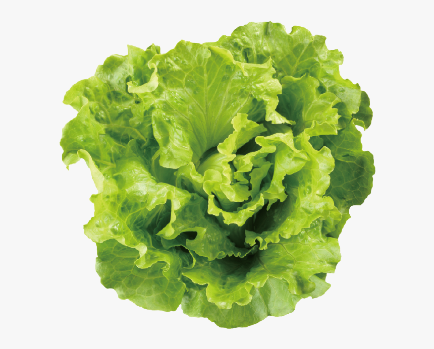 Transparent Romaine Lettuce Png - Chicken Sees A Salad, Png Download