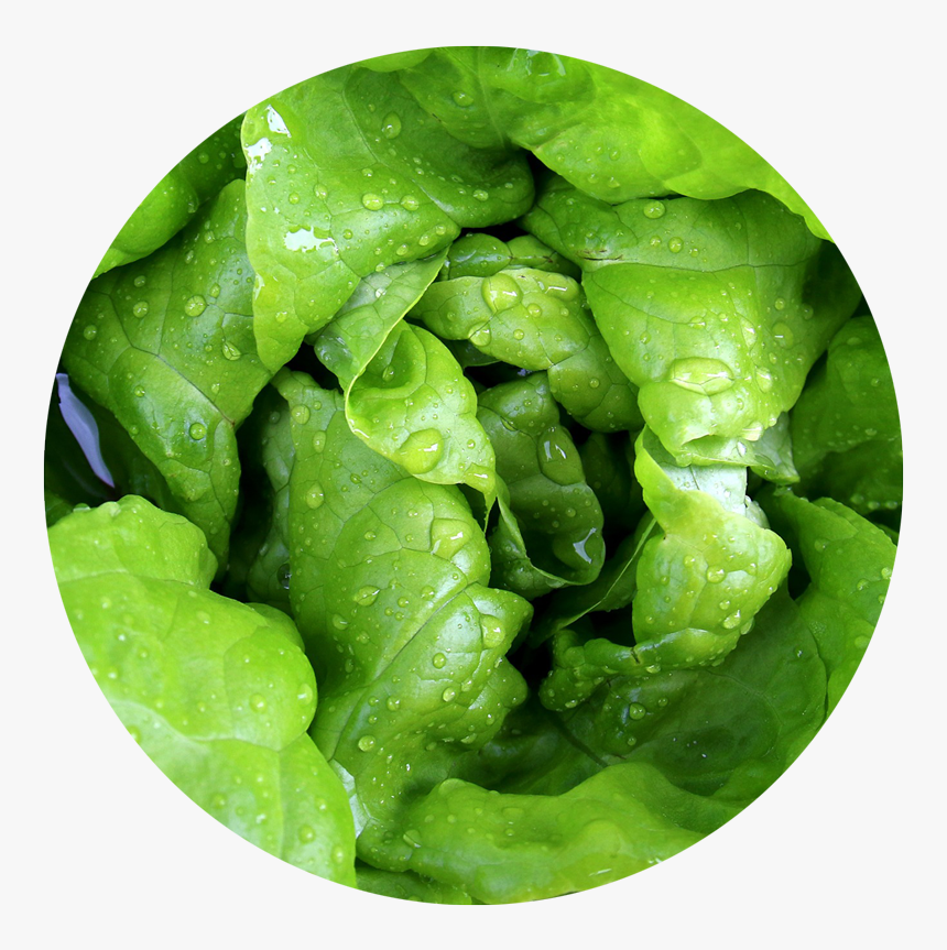 Lettuce - Can Hamsters Eat Lettuce, HD Png Download