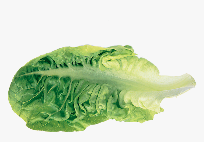 Romaine Lettuce Leaf Vegetable - Transparent Lettuce Leaf, HD Png Download