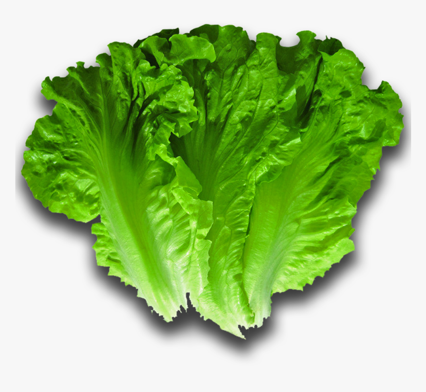 Lettuce Png, Transparent Png