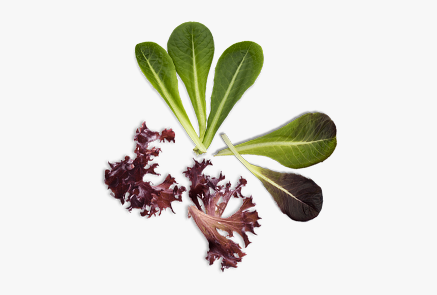 Leaf Vegetable, HD Png Download