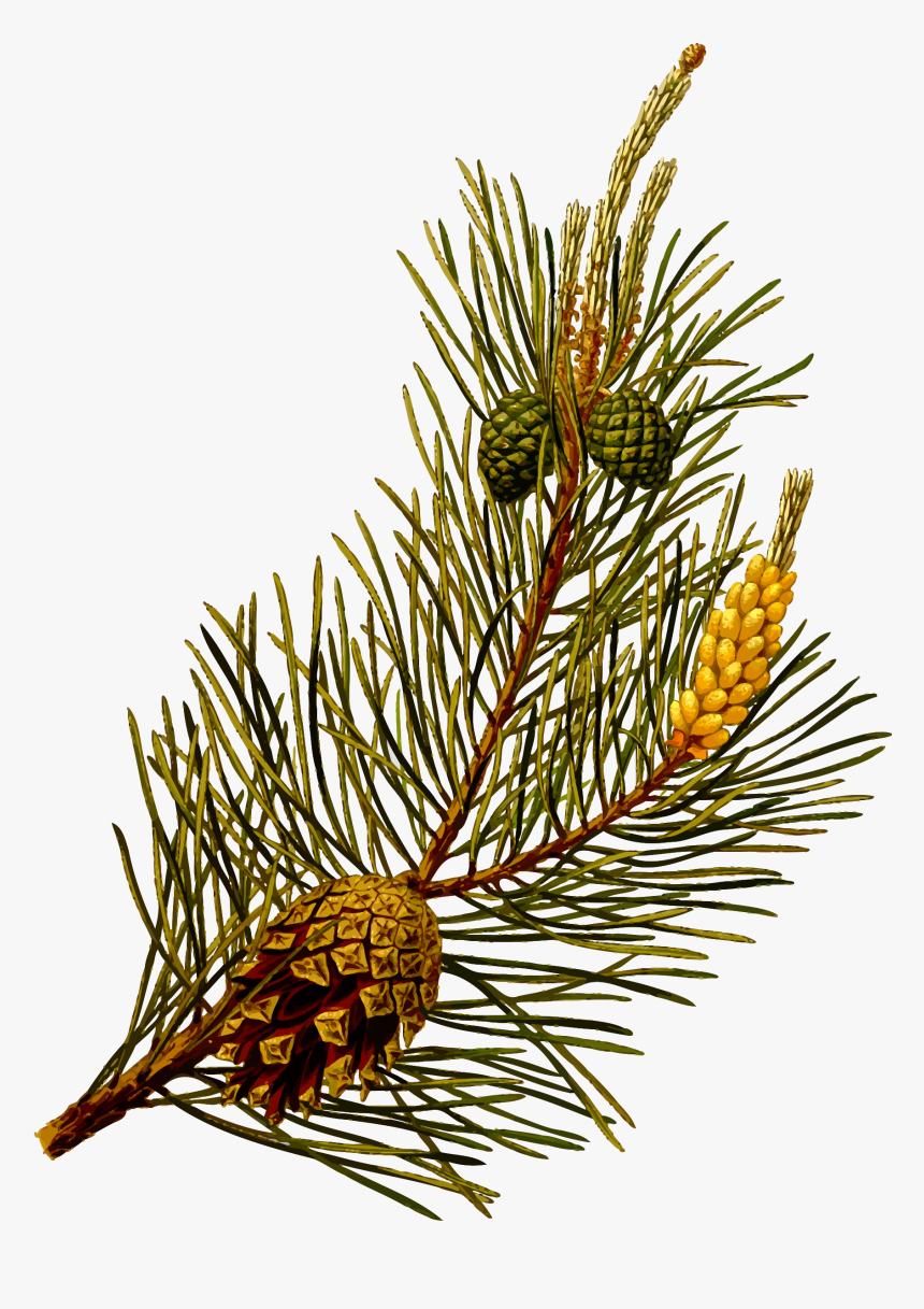 Scots Pine Clip Arts - Pinus Sylvestris, HD Png Download