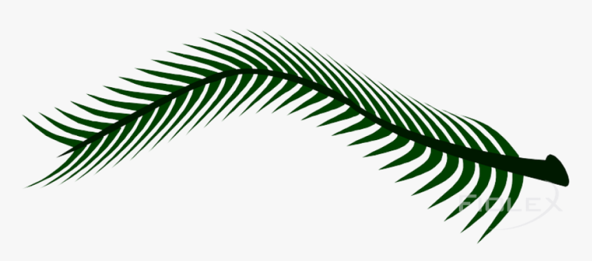 Fern, HD Png Download