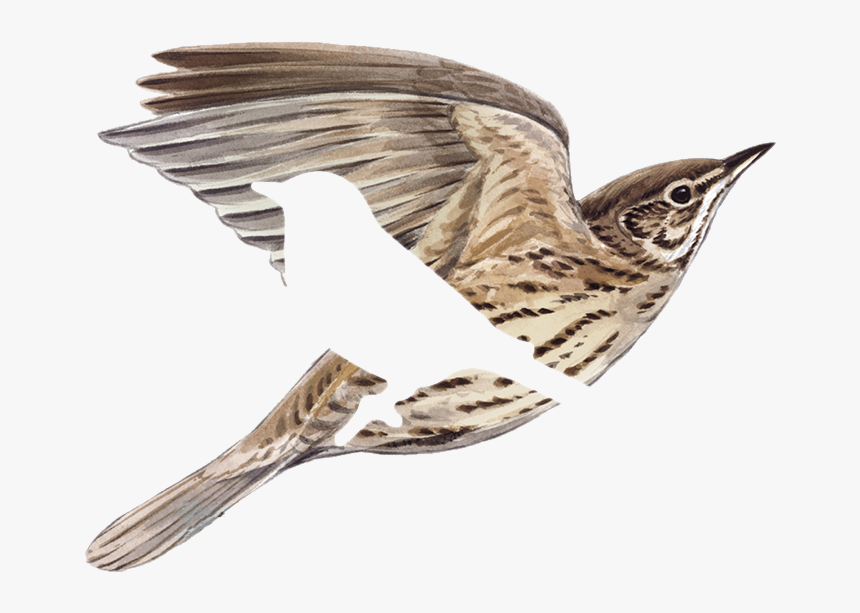 Señora De Las Alturas - American Tree Creeper, HD Png Download