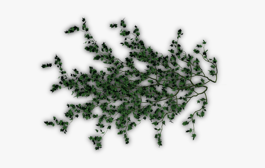 Ivy Creepers For Photoshop, HD Png Download