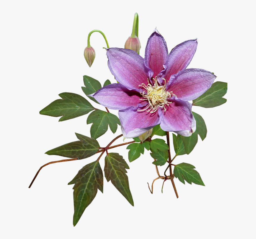 Flower, Clematis, Creeper, Garden, Nature, Cut Out - Windflower, HD Png Download