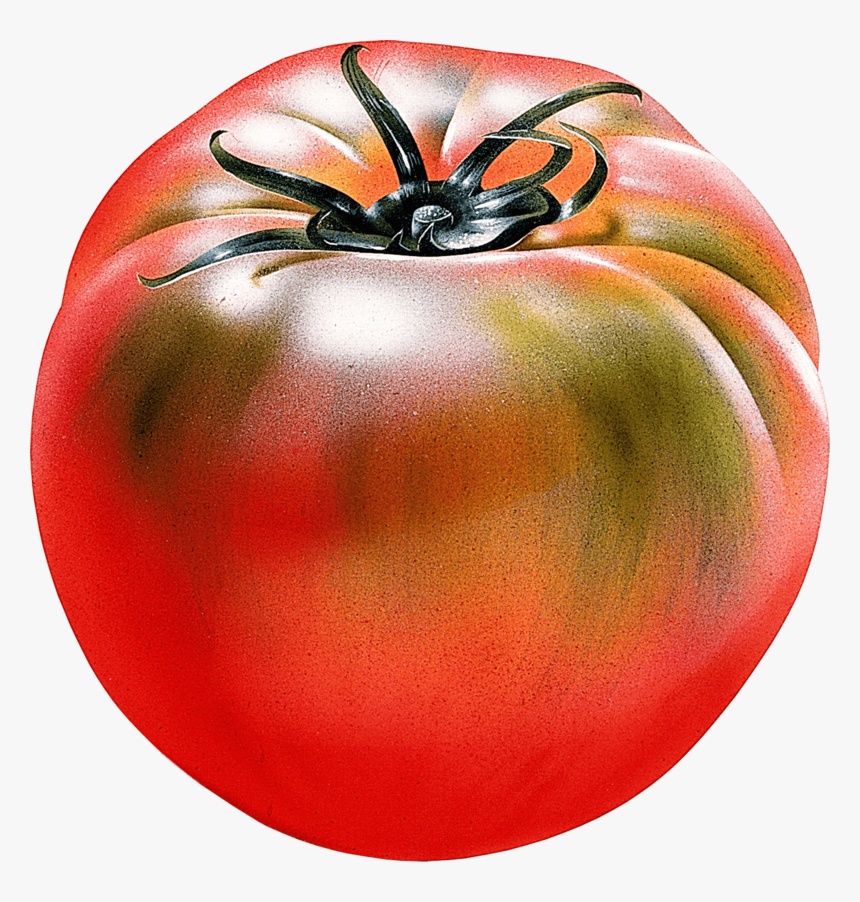 Tomato Png Free Download - 番茄 麥克 筆, Transparent Png