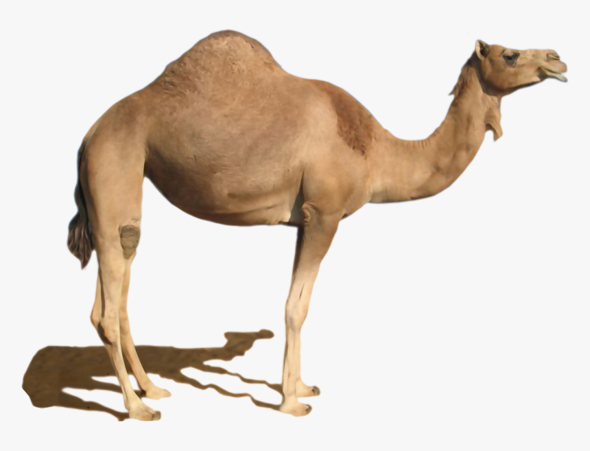 Camel Png, Transparent Png