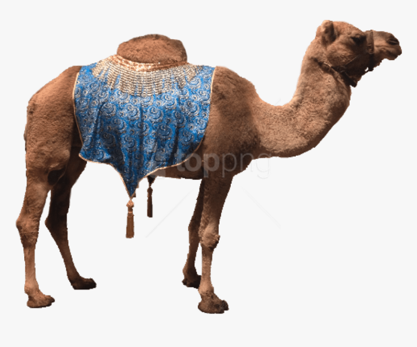 Camel Png, Transparent Png
