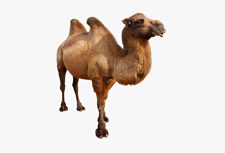 Camel Png Free Background - Animals In Danger Book, Transparent Png