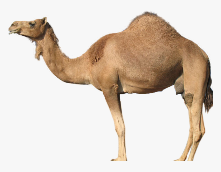 Guess The Animal Camel , Png Download - Customized Applications For Mobile Networks Enhanced, Transparent Png