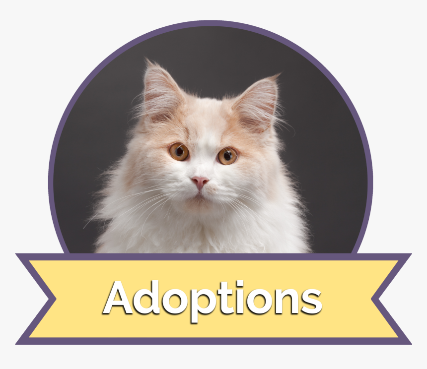 British Longhair, HD Png Download