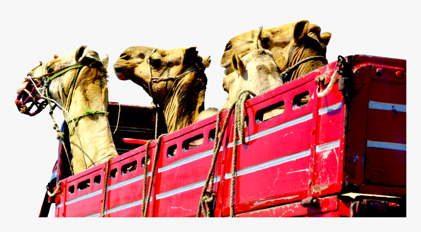 Transparent Camels Png, Png Download