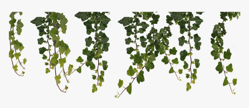 Jungle Vines Clipart , Png Download - Transparent Background Vines Png, Png Download