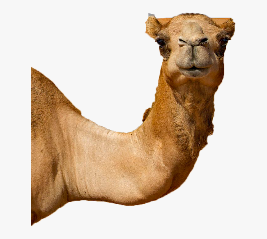 Untitled-1 - Camel, HD Png Download