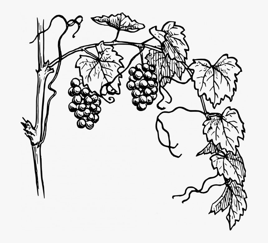 Transparent Jungle Vines Png - Clipart Grapevine, Png Download