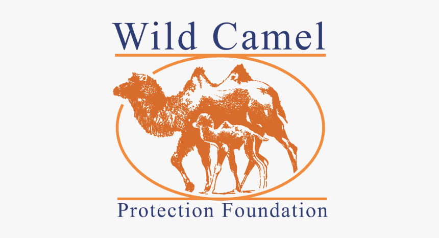 Wild Camel Protection Foundation, HD Png Download